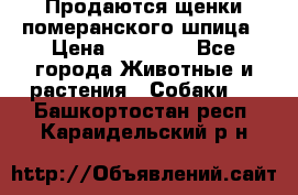 Продаются щенки померанского шпица › Цена ­ 45 000 - Все города Животные и растения » Собаки   . Башкортостан респ.,Караидельский р-н